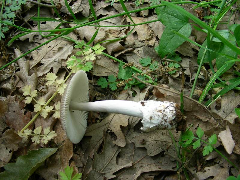 5) Fotografati il 12.06.2012. sotto Quercia (bosco asciutto)